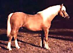 Hollyrun Sunray posing in-hand showing his full off-side profile